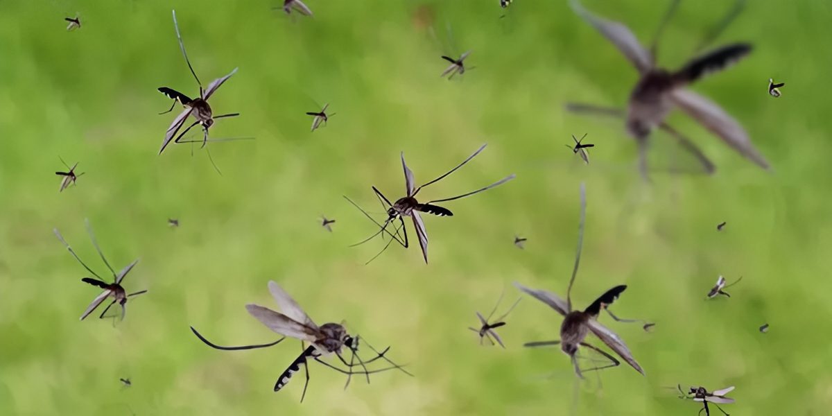 Close-up of mosquitoes in flight